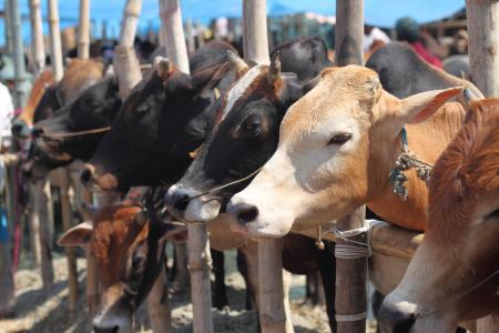 Eid al-Adha (Feast of Sacrifice) in United Arab Emirates