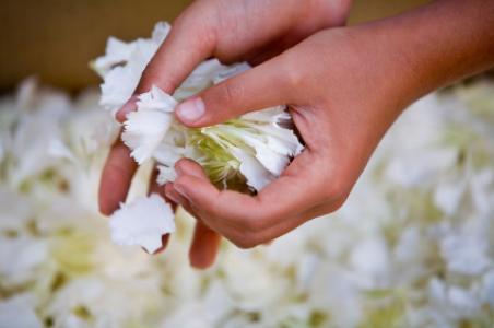 Female holding carnation petals, Selective focus on hands.