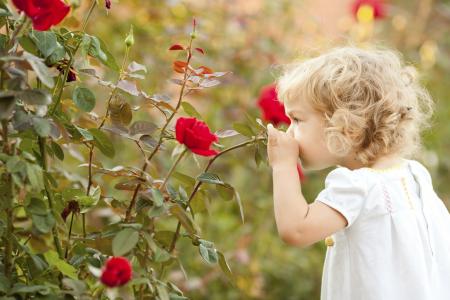 Little girl smelling a red rose.