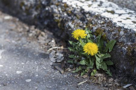 Dandelion growing on a curb. 