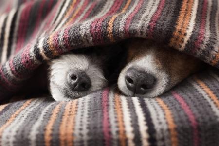 Couple of dogs sleeping together under the blanket in bed.