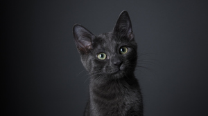 Black kitten in front of a black background.