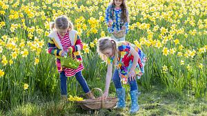Three young girls on Easter hunt in field of daffodils.