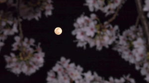 Out of focus cherry blossoms framing a sharp Full Moon in the middle of the image.