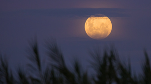 A big, yellow Full Moon partially covered with clouds rising over a field of grains out of focus.