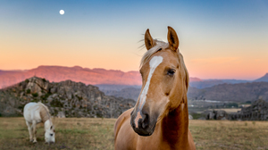 Inquisitive Palomino horse with a white blaze standing in a field at sunset. The mountains and sky glow red from the setting sun.
