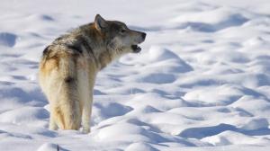 January: Wolf Moon