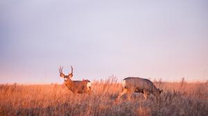 Deer in a grassy field at dawn.