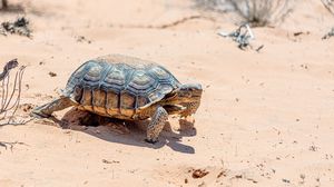 Closeup of turle walking on sand.