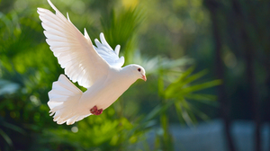 A white pigeon flying, a green forrest in the background.
