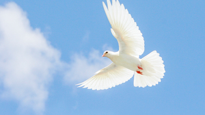 White dove flying through a blue sky.