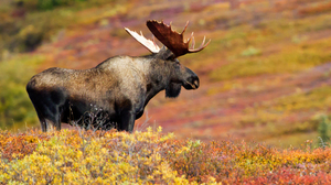 Bull moose standing surrounded by nature colored in yellow, orange and red.