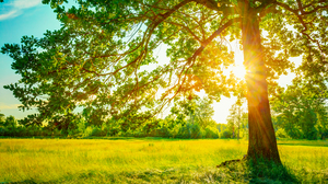 Summer Sun peeking from a tree.