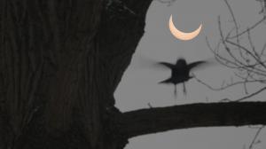 Bird settling on a branch during an eclipse.