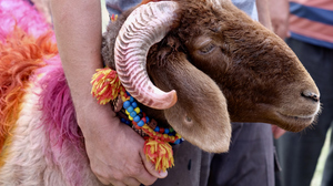 A sacrificial ram decorated with colorful fur dyes and a neckband embraced by a human hand.
