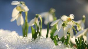 Snowdrops growing up trough the snow. 