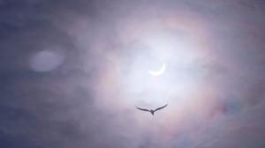 Partial solar eclipse with bird.