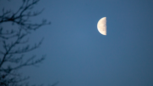 A Third Quarter Moon with tree branches in the foreground.