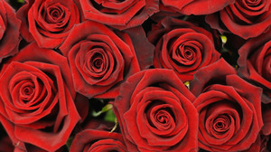 Røde roser er en favoritt til valentines.