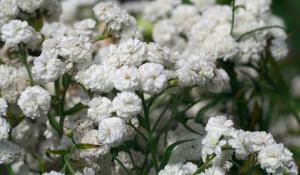 A field of white carnation flowers.