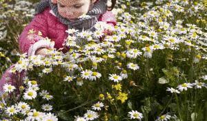Toddler girl in a field of daisies.