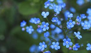 A bouquet of forget-me-not flowers.
