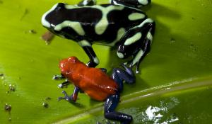 Frogs on a leaf.
