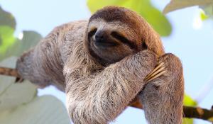 Baby sloth on a tree.