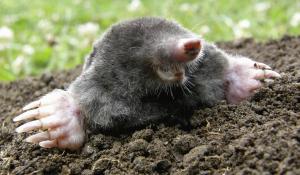 A mole digging dirt.