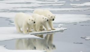 Three polar bears on sea ice. 