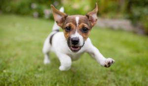 A happy puppy running in the garden.