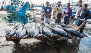 Fishermen unloading yellowfin tuna in the Philippines.