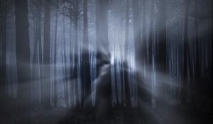 Faint light passing through trees.