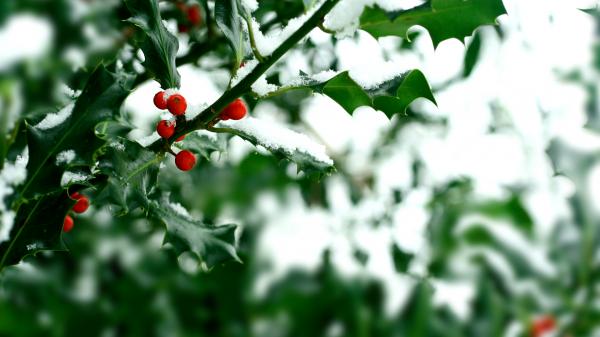 Desembers birth flower, holly bush with red berries covered in snow.
