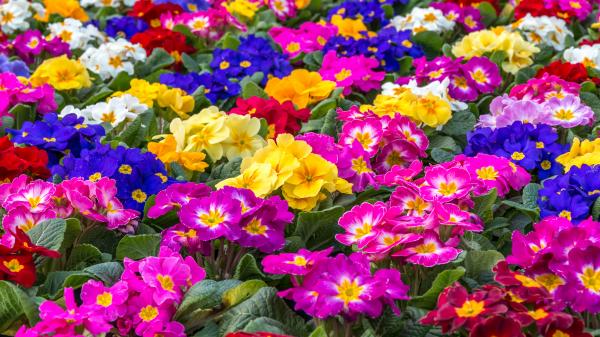 Central focus on a group of brightly colored Primroses.