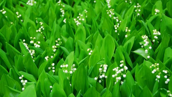 A patch of Lily-of-the-valley, May's birth flower.