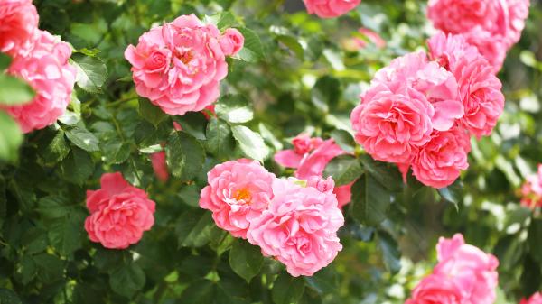 Pink roses on green bush, June's birth flower.