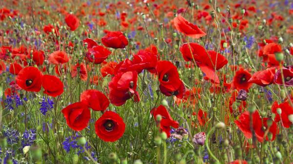 Field of bright red poppy flowers in summer day.