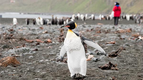 King penguin, Macquarie Island.