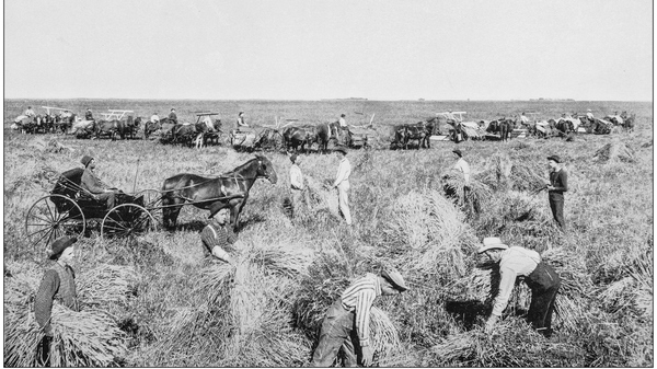 Old, black and white photo of men working in a field with horse carriages in the background.