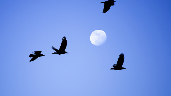 Crows flying across the sky in front of a Full Moon.
