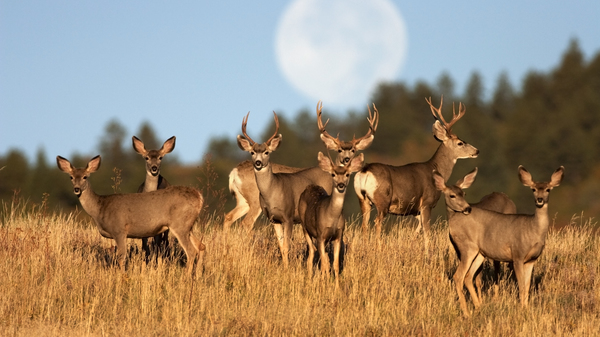 A herd of mule deer standing in tall grass in front of a blurry Full Moon.