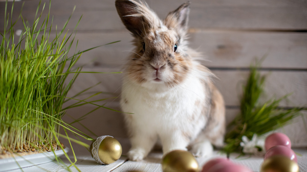 Fluffy Easter bunny with painted eggs.