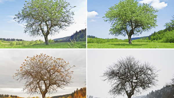 Viergeteiltes Bild mit demselben Baum zu vier verschiedenen Jahreszeiten.