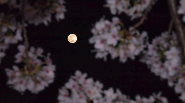 Eight Flowers That Bloom at Night While Glowing Under the Moon