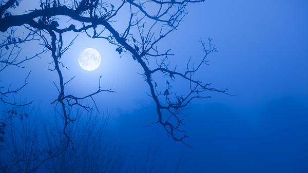 ???? How rare are blue moons? Full-moon-peeking-tree-branches-fog