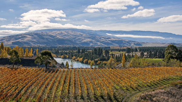 March in New Zealand: Autumnal vinyard and mountains