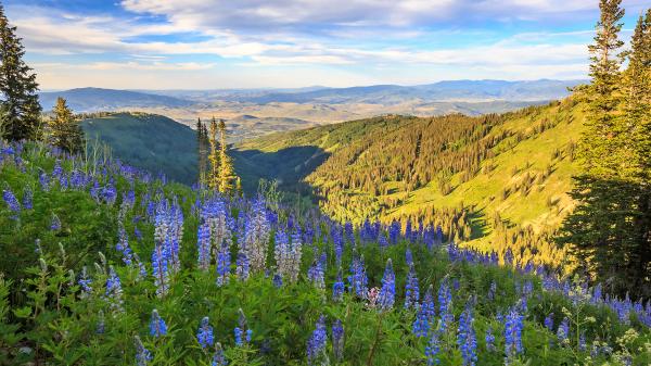 Lupine wildflowers above Park City, Utah.