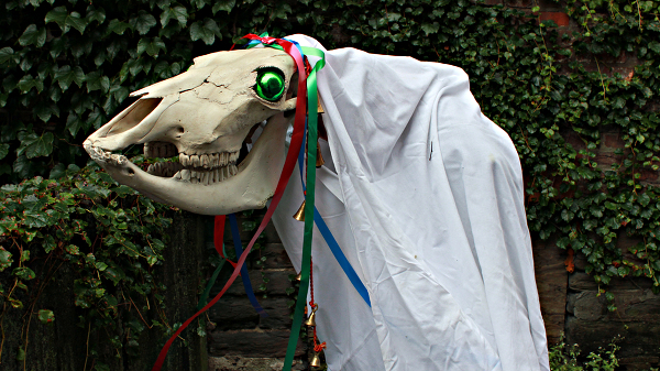 A cow skull dressed with ribbons and baubles, covered with a white sheet, making a figure for Mari Lwyd