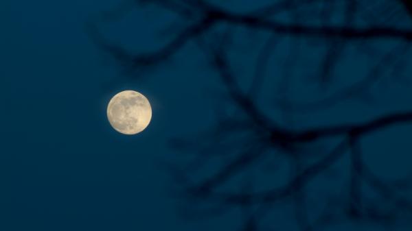 Full Moon and branches against a dark sky.